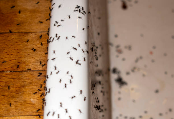 Professional Pest Control in Red Bank, TN